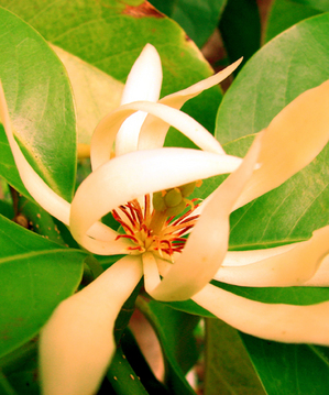 Bild Magnolia champaca ( Michelia Champaca)  15 Samen