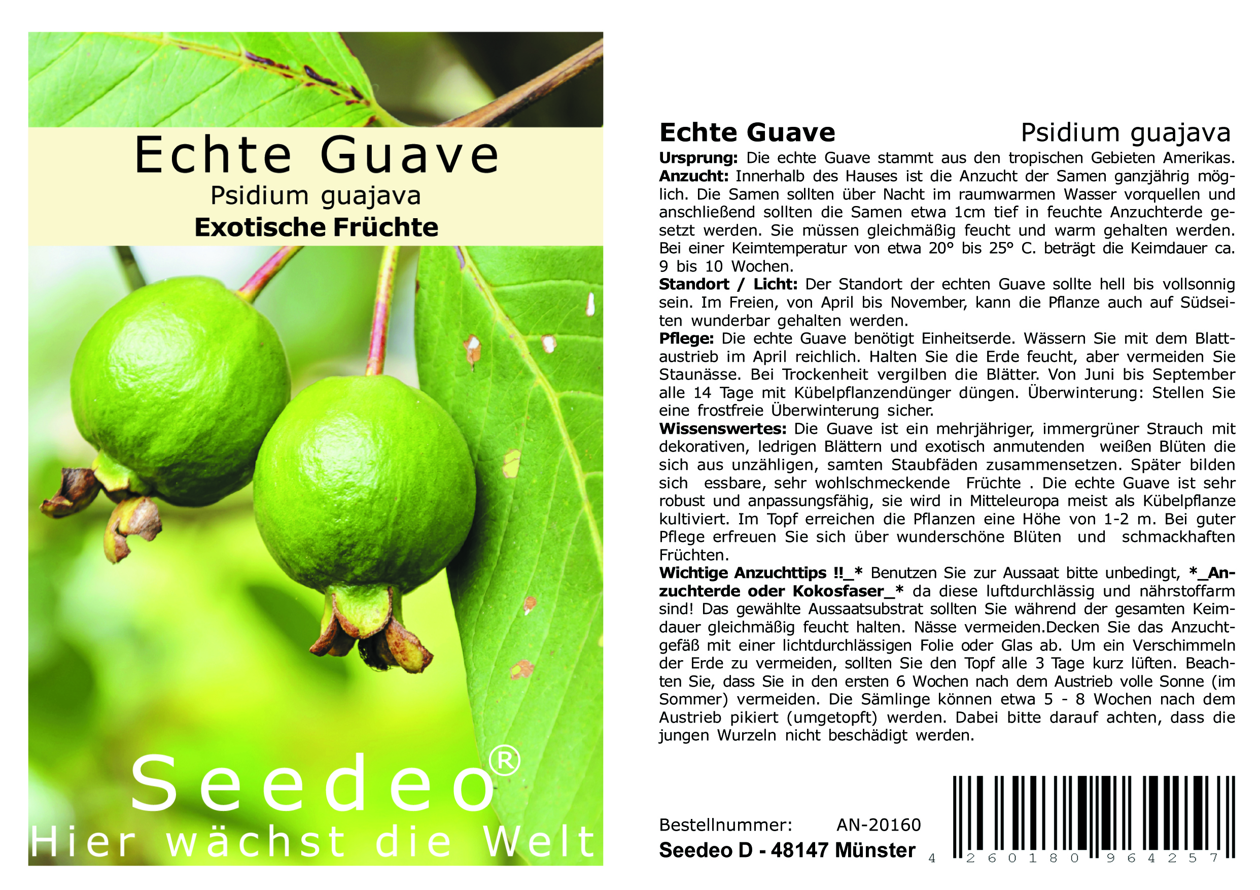 Seedeo® Echte Guave ( Psidium guajava) 100 Samen