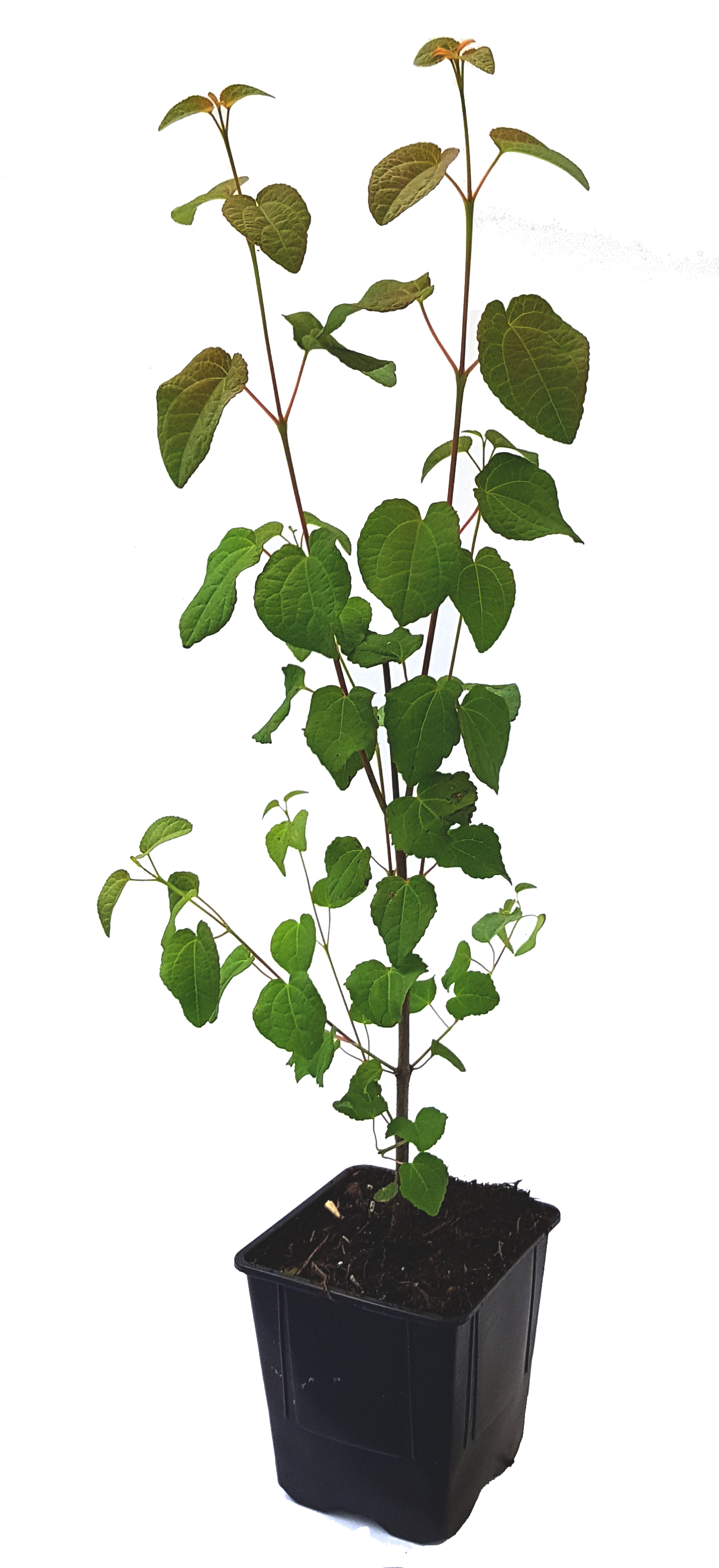 Seedeo® Lebkuchenbaum (Cercidiphyllum japonicum) Pflanze ca. 50 cm