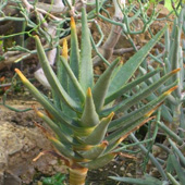 Bild K&ouml;cherbaum  (Aloe dichotoma) 10 Korn