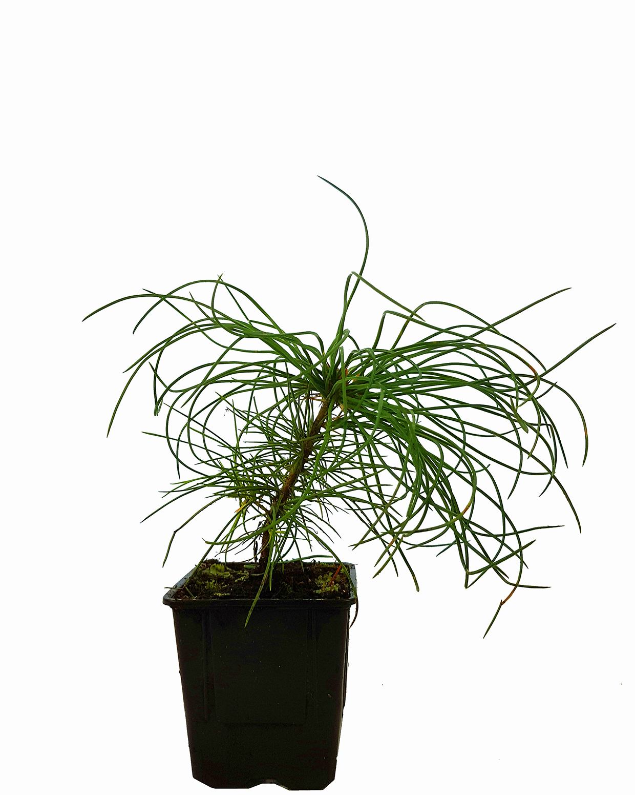Seedeo® Armands Kiefer/Davids-Kiefer (Pinus armandii) ca. 15 cm hoch