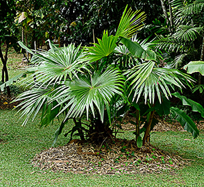 Seedeo® Fiji Fächerpalme (Pritchardia pacifica) 10 Samen