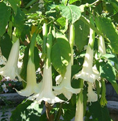 Bild Engelstrompete weiß-hängend (Brugmansia suaveolens) 12 Samen