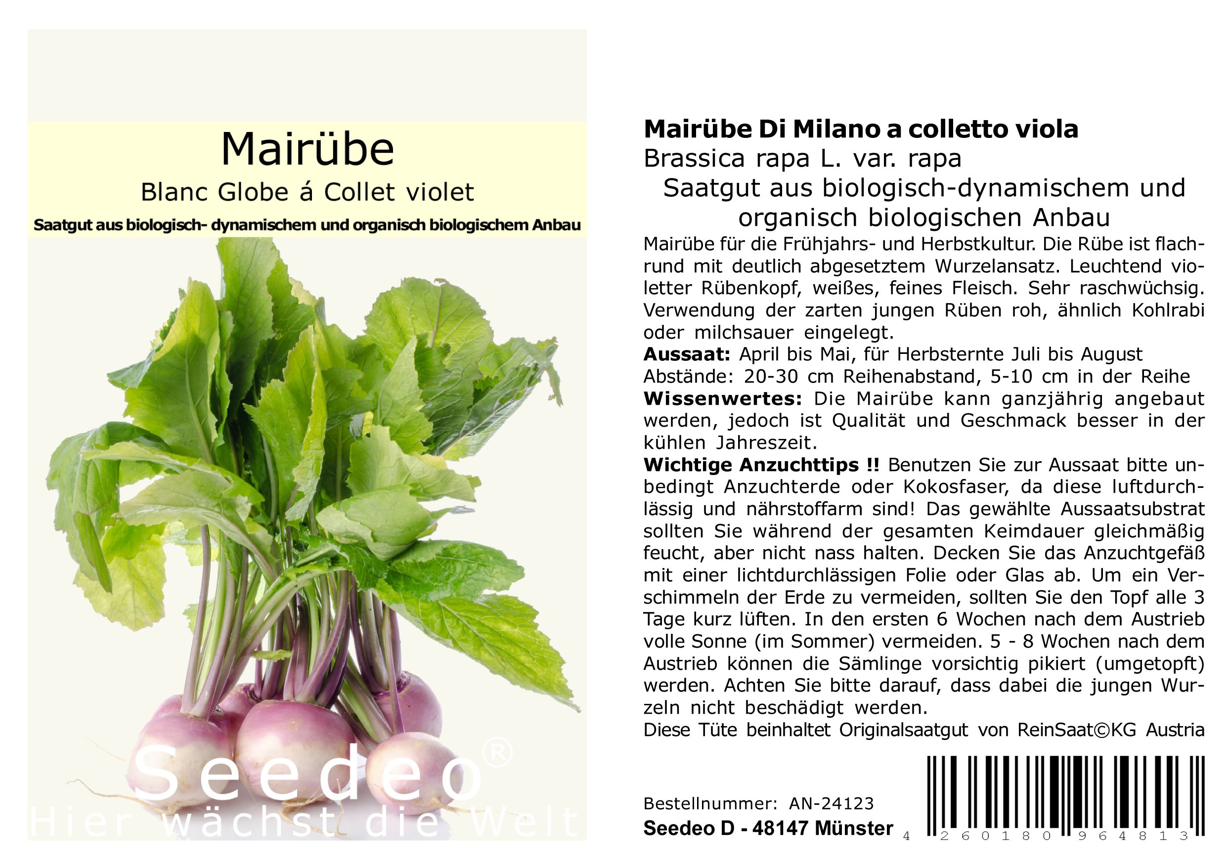 Seedeo® Mairübe Blanc globe à collet violet (Brassica rapa L. var. rapa) 200 Samen BIO