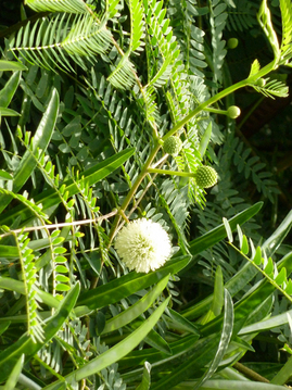 Bild Weisskopf-Mimose (Leucaena leucocephala) 25 Samen