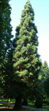Bild K&uuml;sten-Mammutbaum (Sequoia sempervirens) 30 Korn