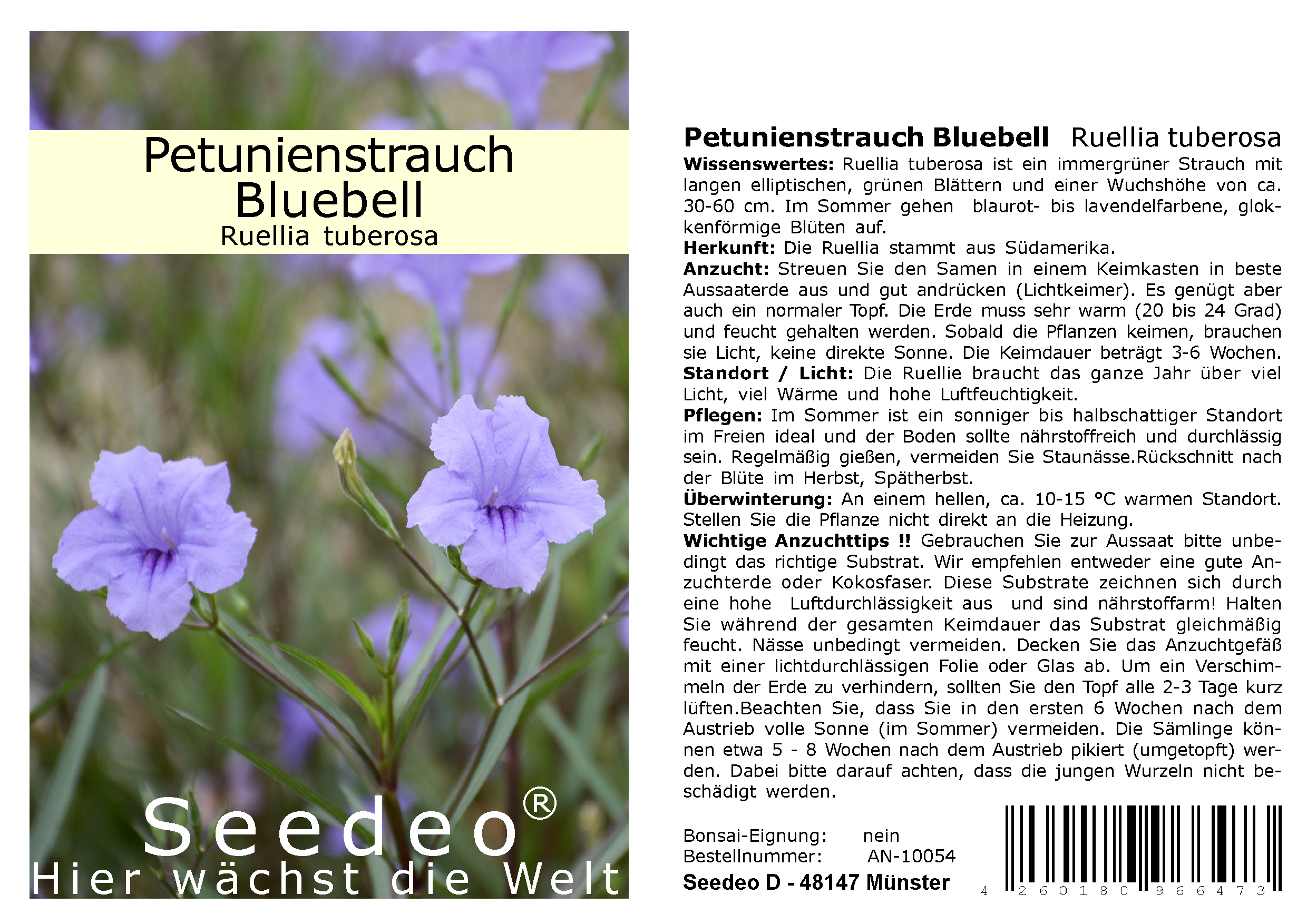 Seedeo® Petunienstrauch Bluebell  (Ruellia tuberosa) 40 Samen