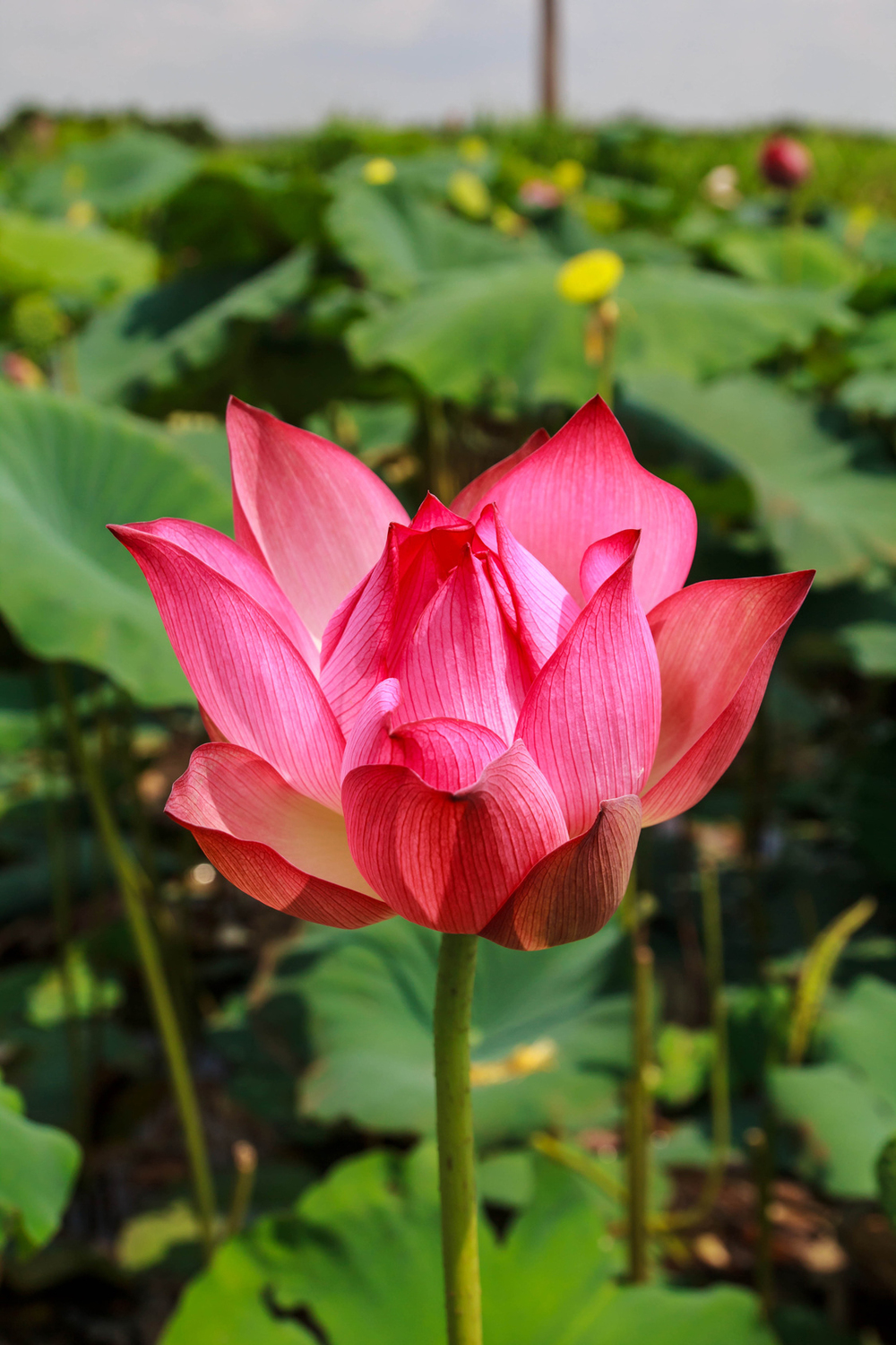 Lotus Nelumbo nucifera rot