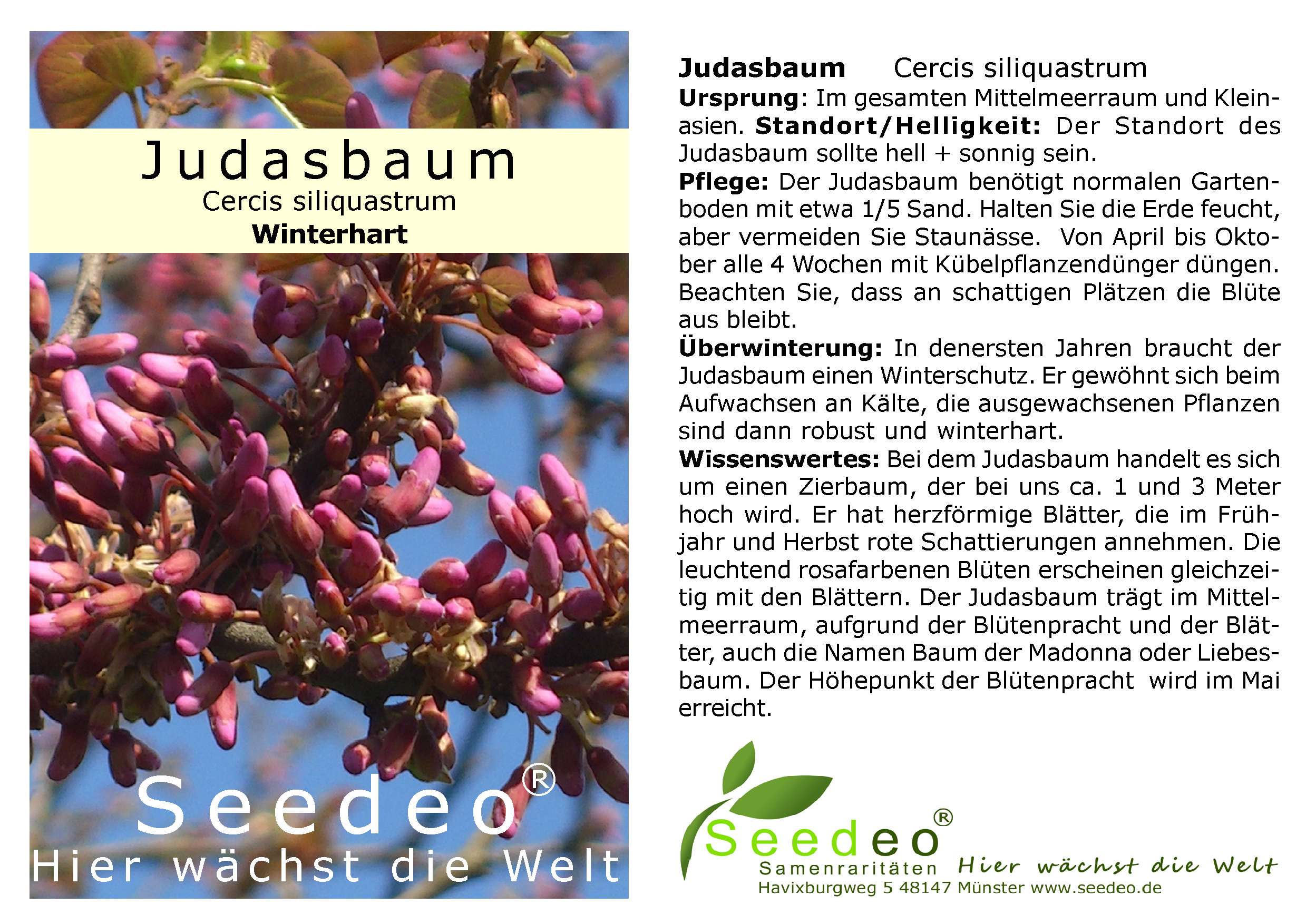 Seedeo® Judasbaum (Cercis siliquastrum) Pflanze ca. 20 cm