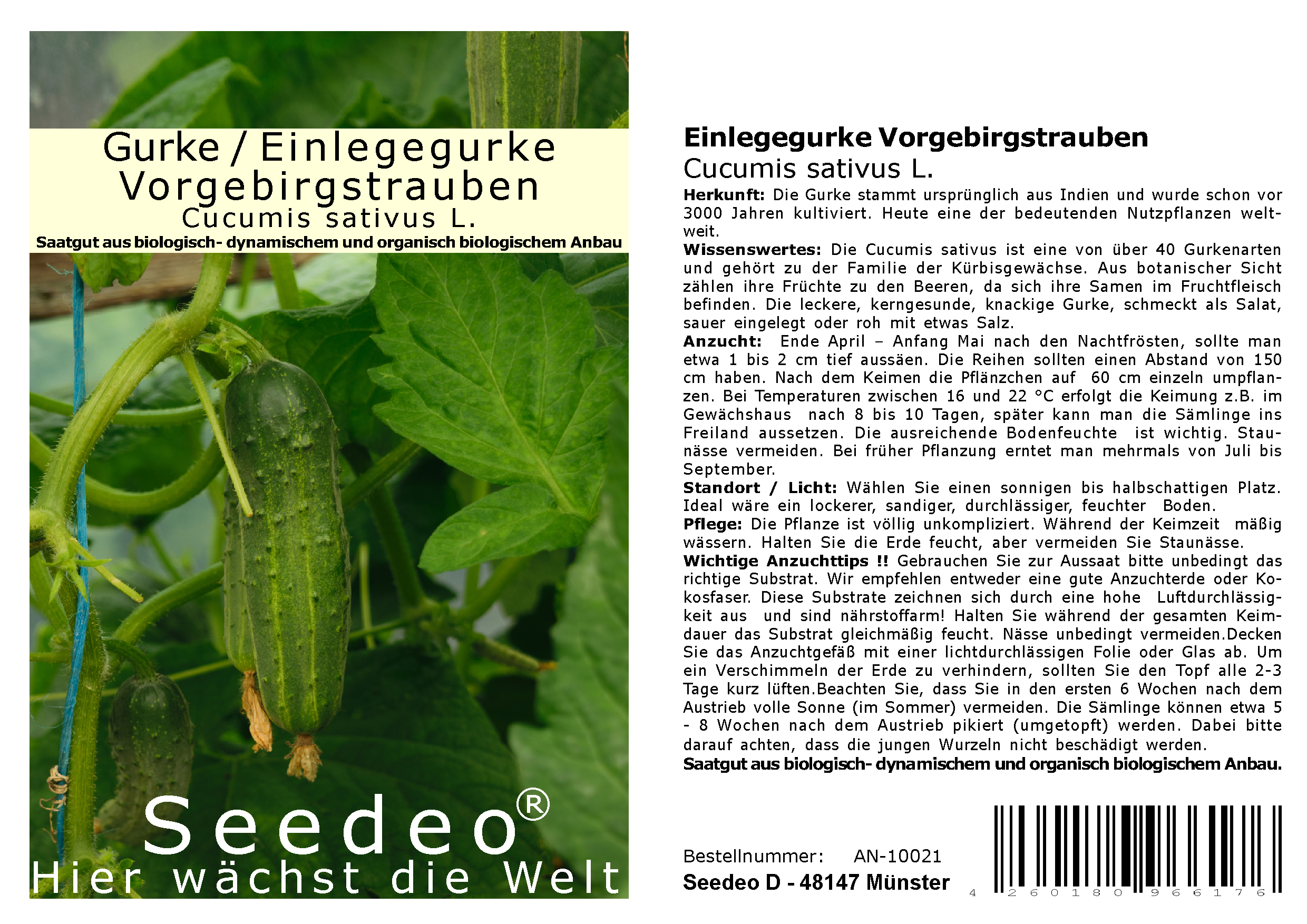 Seedeo® Einlegegurke / Gurke  Vorgebirgstrauben (Cucumis sativus L.) ca. 50 Samen BIO