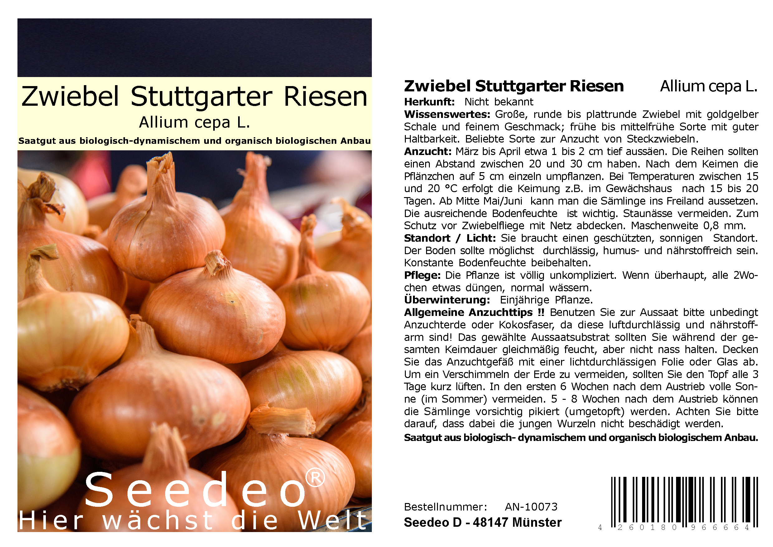 Seedeo® Zwiebel Stuttgarter Riesen (Allium cepa L.) 300 Samen BIO