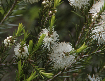 Bild Australischer Teebaum ( Melaleuca alternifolia) 300 Korn