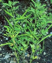 Bild Bockshornklee (Trigonella foenum-graecum) 100 Korn
