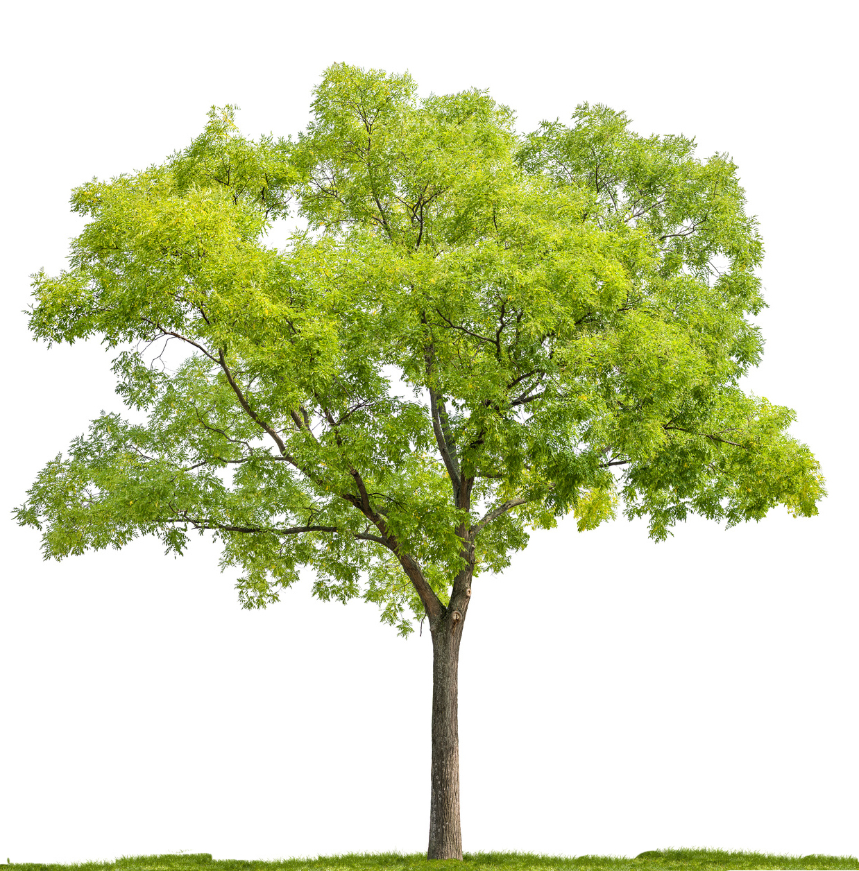 Seedeo® Japanische Schnurbaum  (Sophora japonica) ca. 50 cm