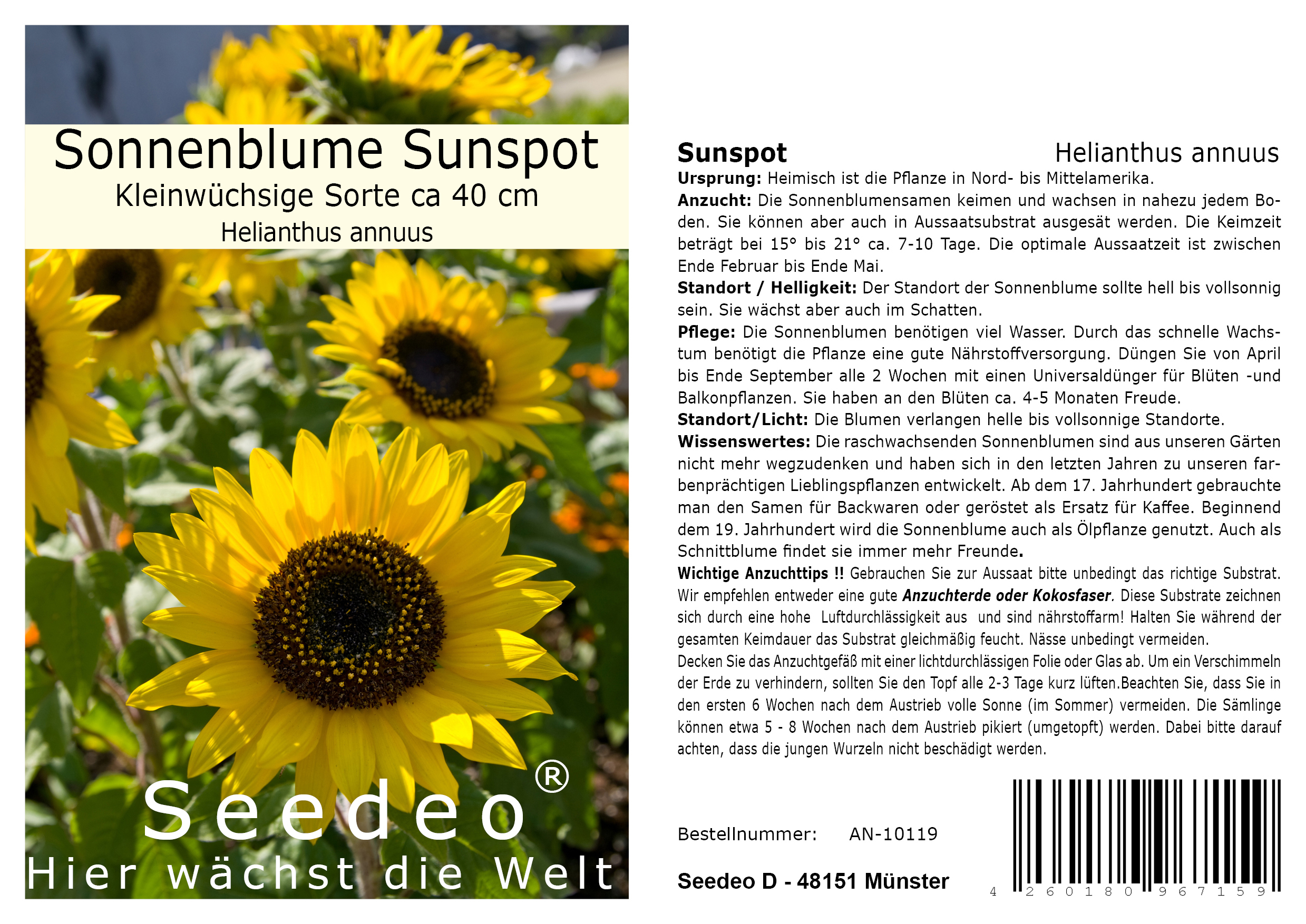 Seedeo® Sonnenblume Sunspot (Helianthus annuus) 50 Samen Kleinwüchsige Sorte ca 40 cm