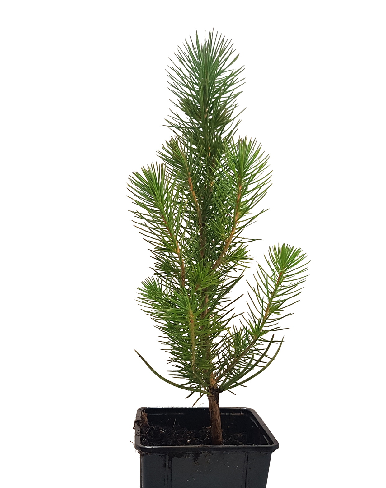 Seedeo® Mittelmeer Pinie   (Pinus pinea) Pflanze 2 Jahre