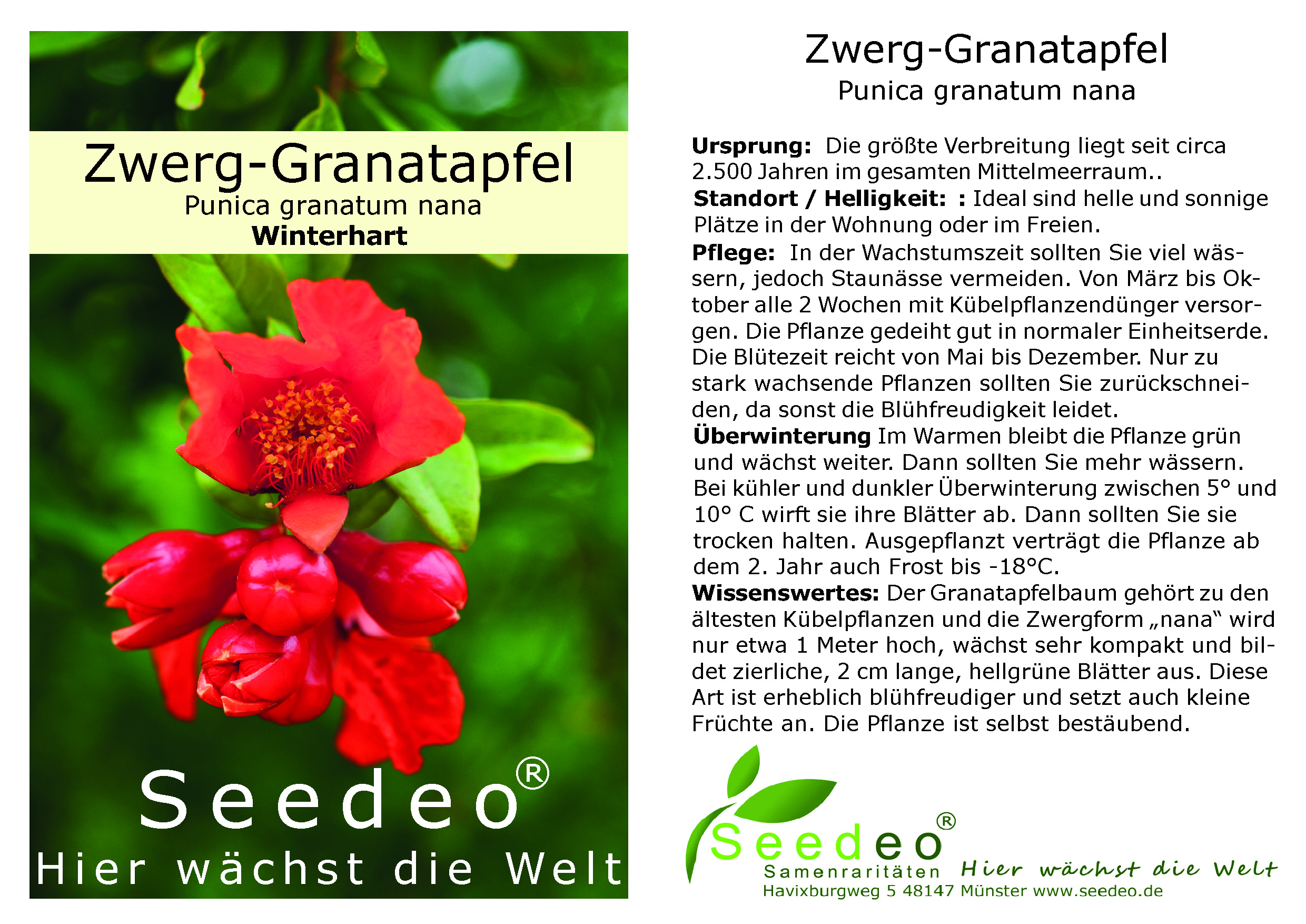 Seedeo® Zwerg-Granatapfel  (Punica granatum nana) ca. 10 cm