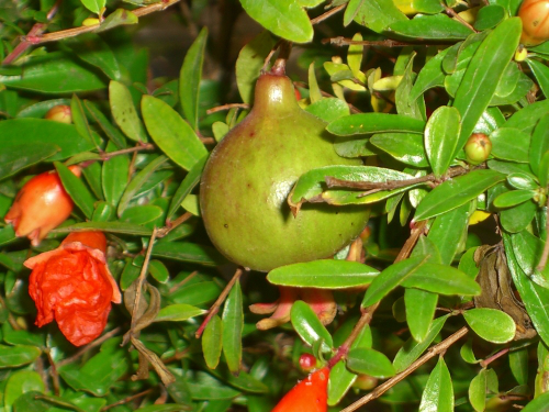 Bild Zwerg-Granatapfel ( Punica granatum nana) 30 Samen