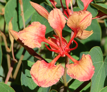 Bild Roter Orchideen-Baum (Bauhinia galpinii)  20 Samen