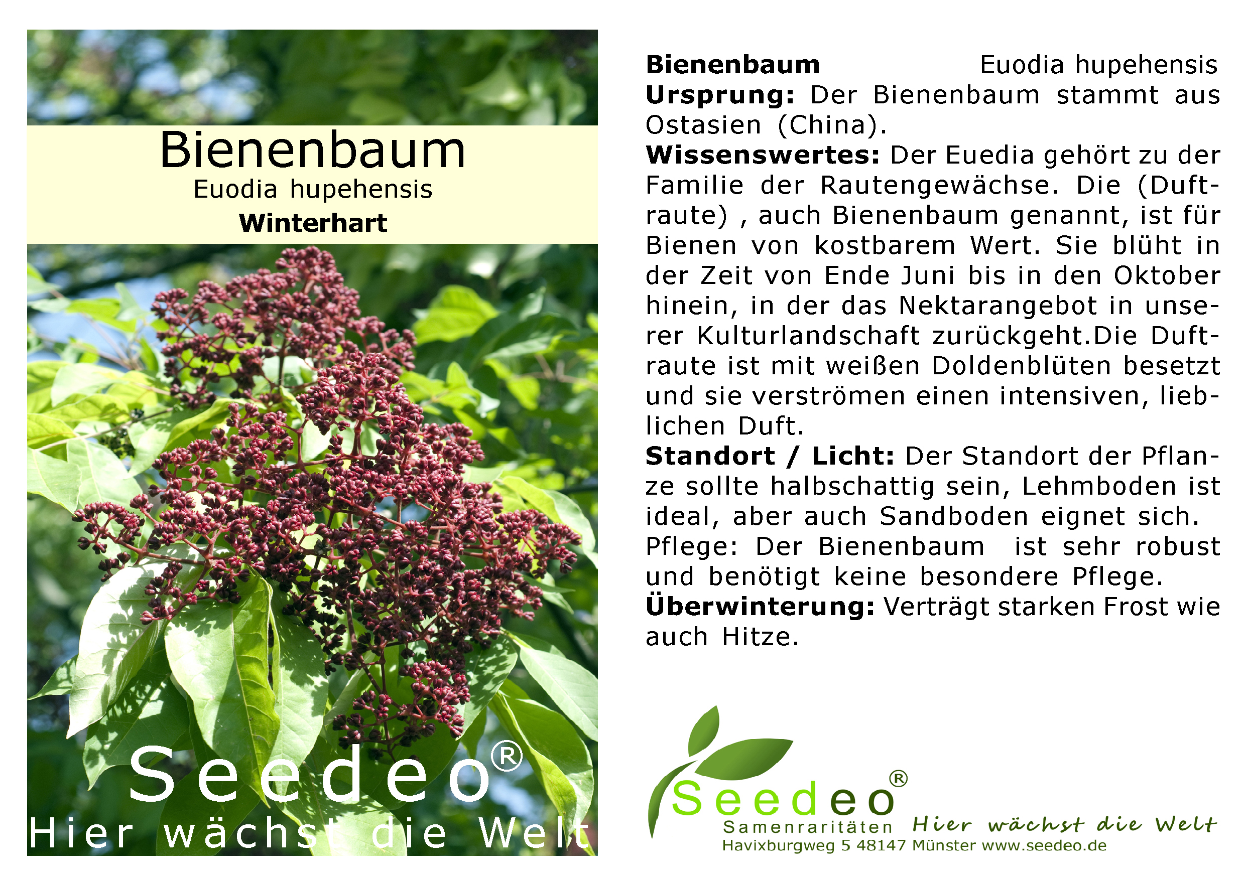 Seedeo® Bienenbaum (Euodia hupehensis) ca. 25 cm hoch