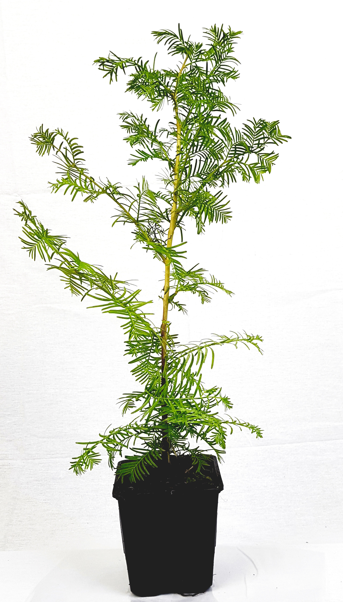 Seedeo® Urwelt-Mammutbaum (Metasequoia) Pflanze 2,5 Jahre alt