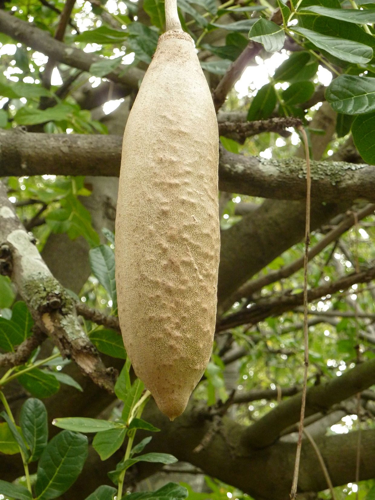 Seedeo® Leberwurstbaum (Kigelia pinnata var. Africana) 10 Samen