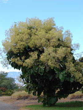 Bild Teakbaum  (Tectona grandis) 10 Samen