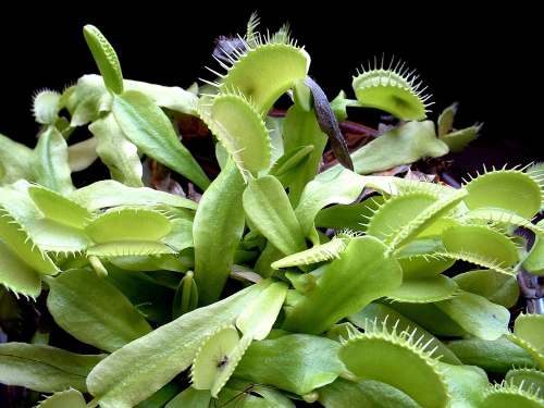 Bild Venus - Fliegenfalle (Dionaea muscipula) 10 Korn inkl. Anzuchtsubstrat