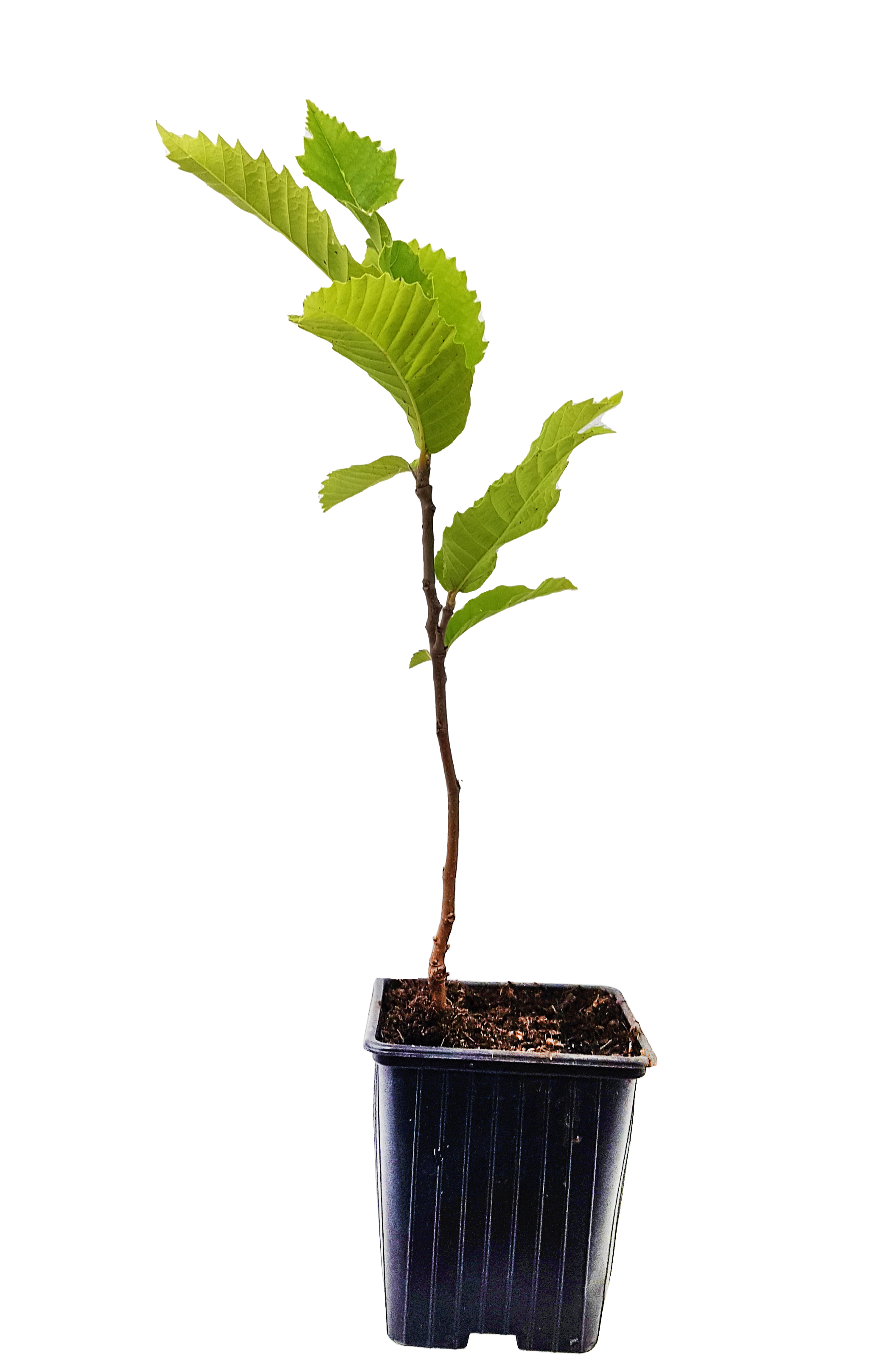Seedeo® Edelkastanie / Esskastanie (Castanea sativa) Pflanze ca. 30 cm hoch Klimabaum 