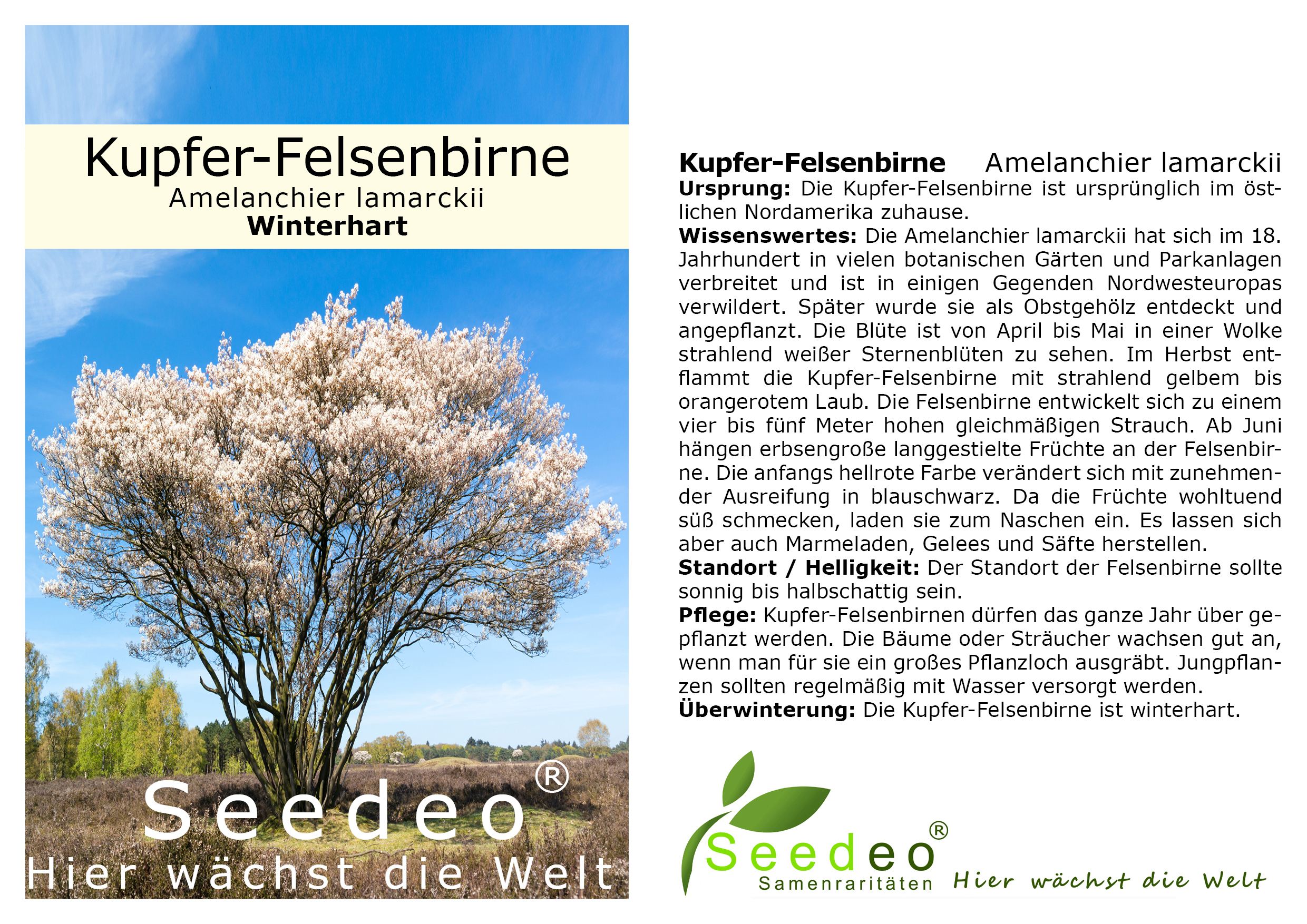 Seedeo® Kupfer-Felsenbirne (Amelanchier lamarckii) Pflanze ca. 30 cm hoch
