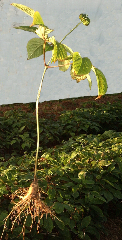 Bild Ginseng  (Panax quinquefolia ginseng) 15 Korn