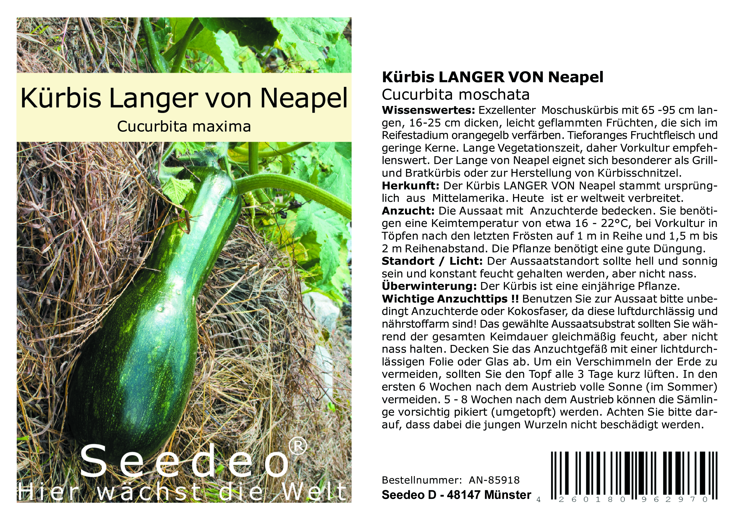 Seedeo® Kürbis Langer von Neapel (Cucurbita moschata) 10 Samen BIO