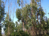 Bild Eucalyptus (Eucalyptus globulus bicostata) 40 Korn
