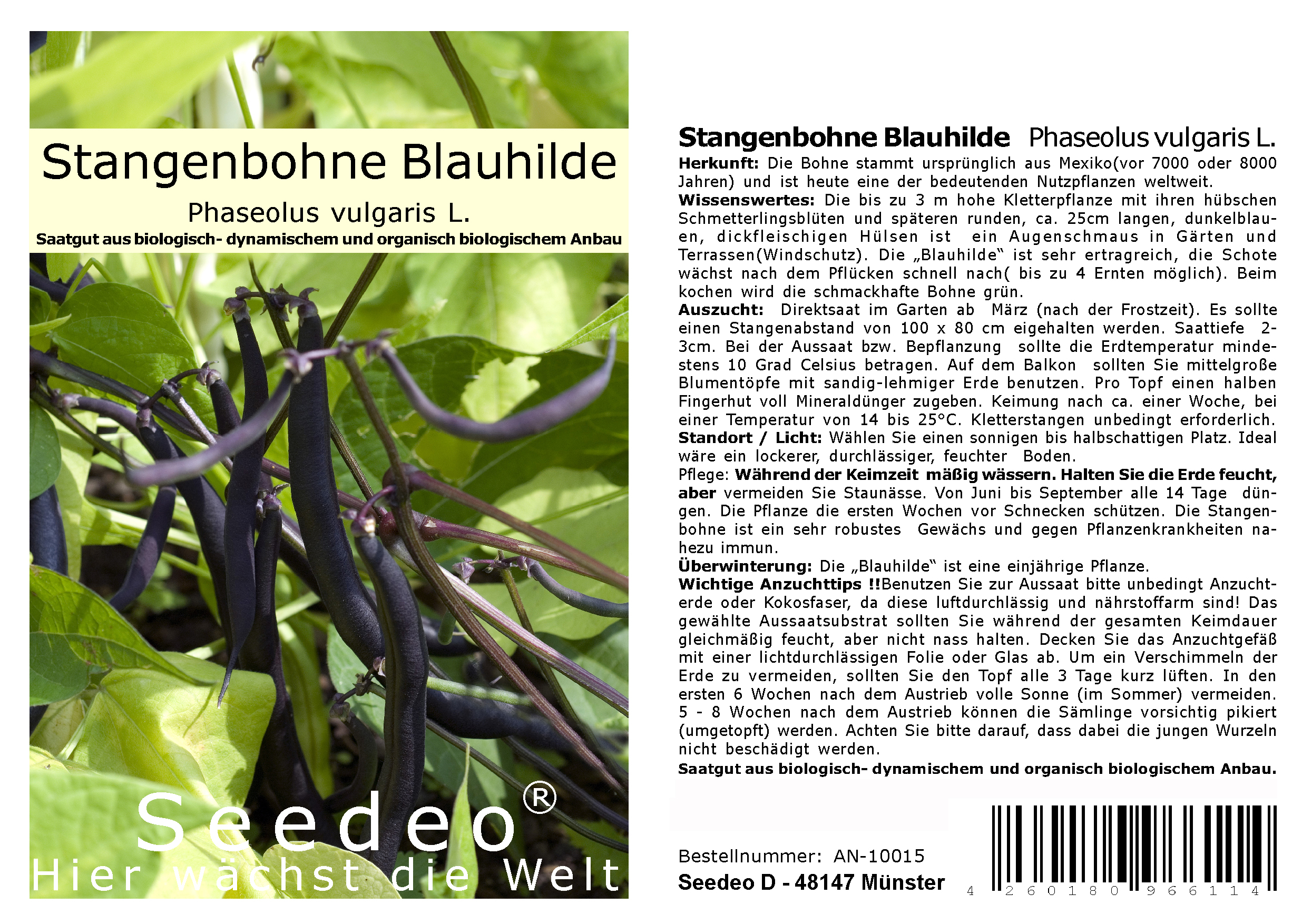 Seedeo® Stangenbohne 'Blauhilde' (Phaseolus vulgaris L.) 30 Samen BIO