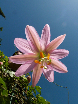 Bild Curuba Passionsblume (Passiflora mollissima) 20 Samen
