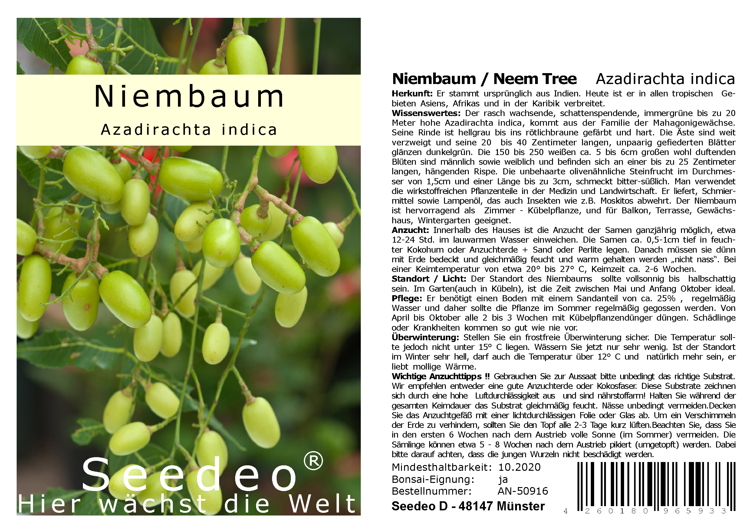 Seedeo® Niembaum / Neem Tree    (Azadirachta indica) 20 Samen