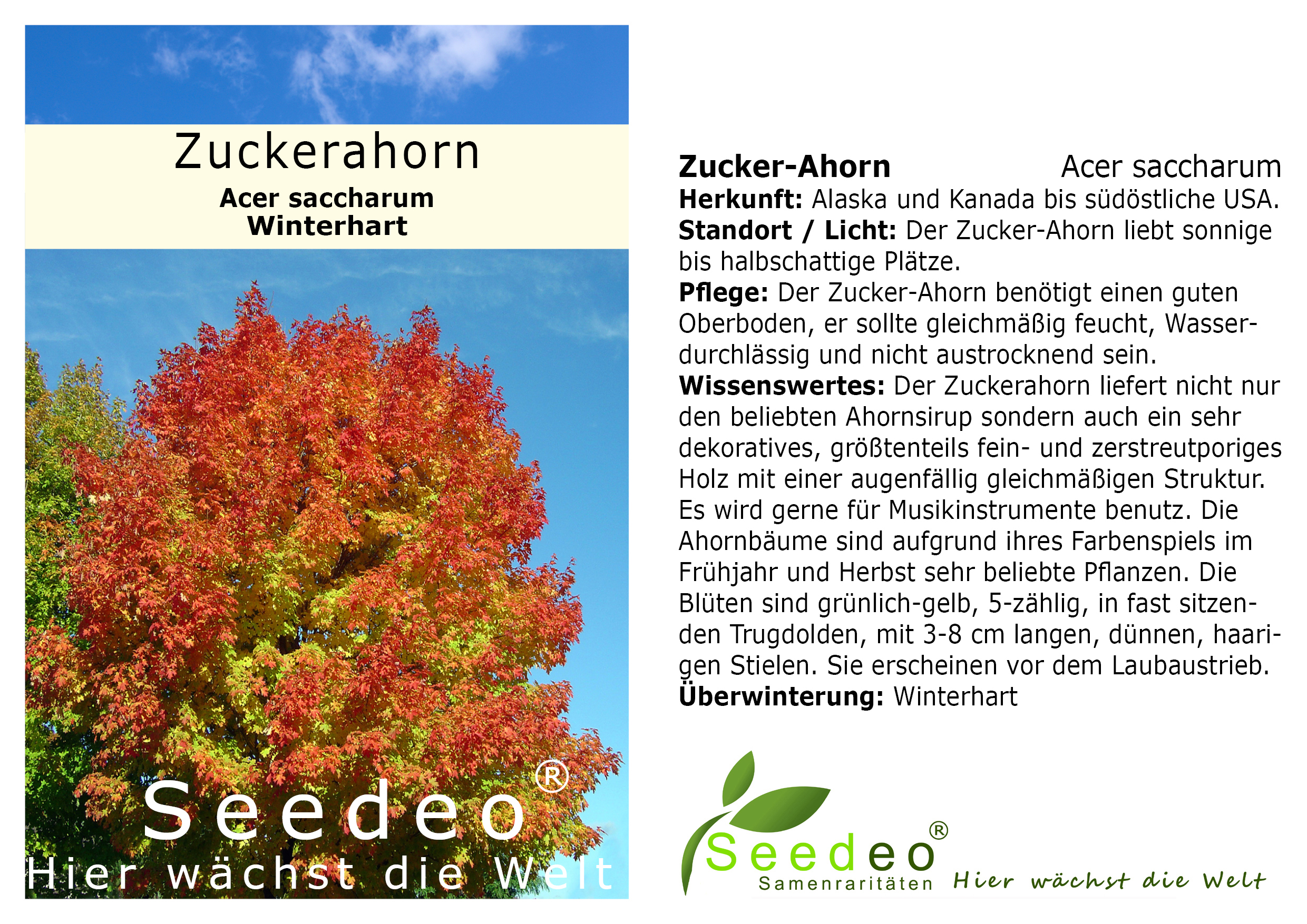 Seedeo® Zuckerahorn (Acer saccharum) Pflanze ca. 30 cm - 50 cm hoch