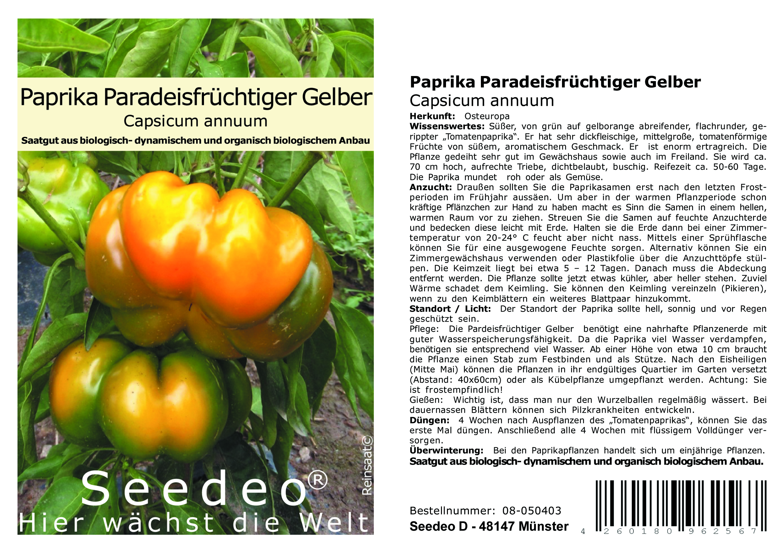 Seedeo® Paprika Paradeisfrüchtiger Gelber (Capsicum annuum) 25 Samen BIO