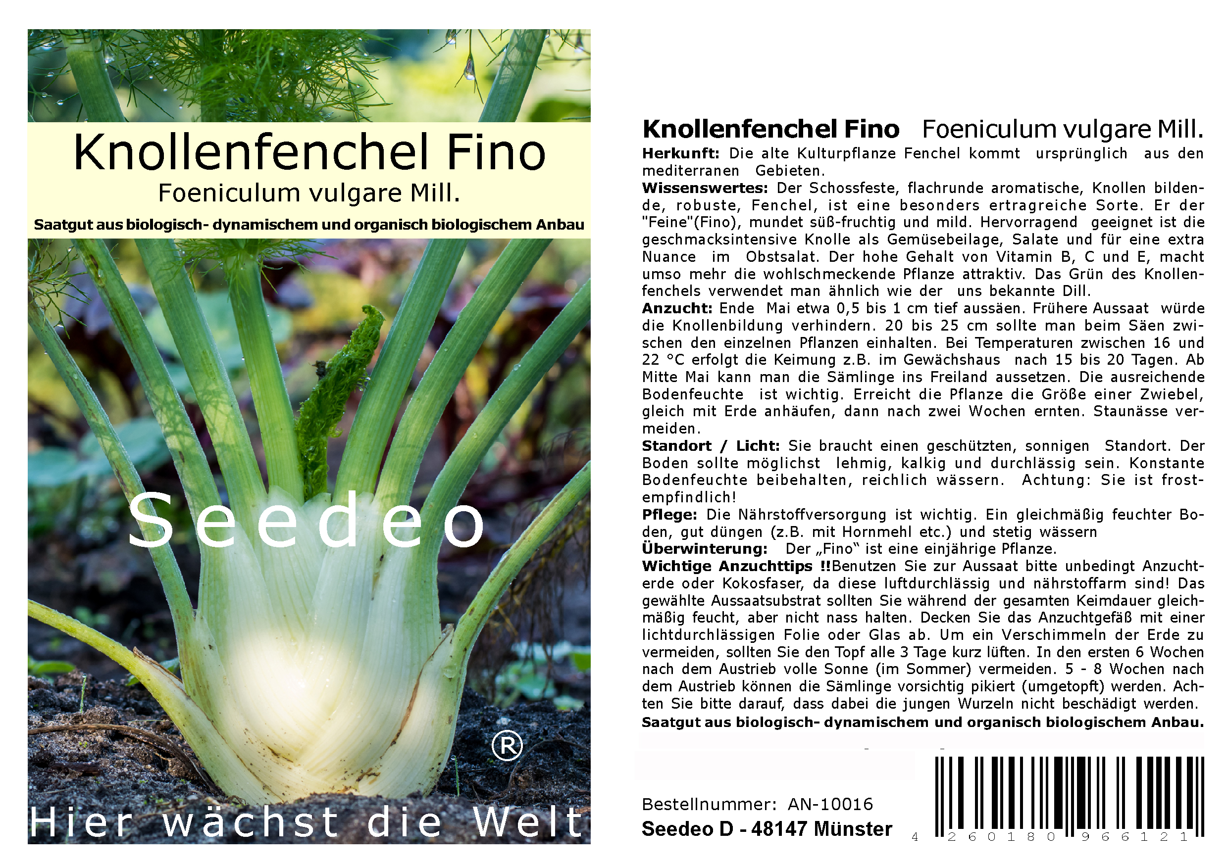 Seedeo® Knollenfenchel Fino   (Foeniculum vulgare Mill.) 80 Samen BIO