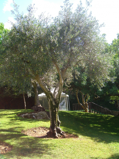 Bild Olive / Ölbaum (Olea europea) 20 Korn