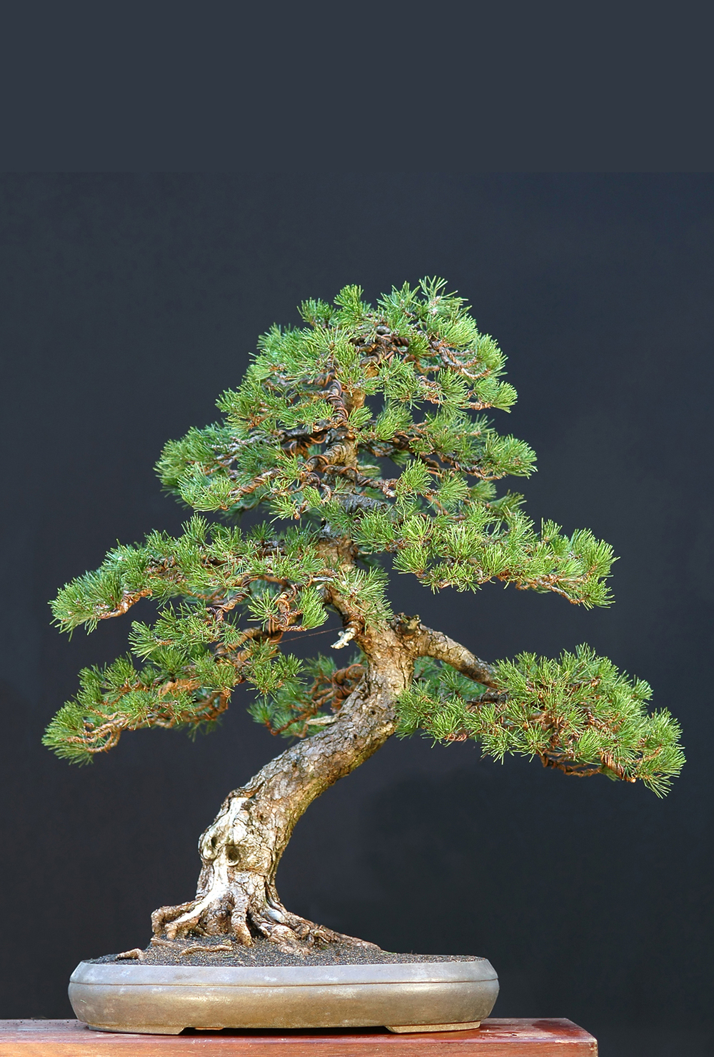 Mugp Pine