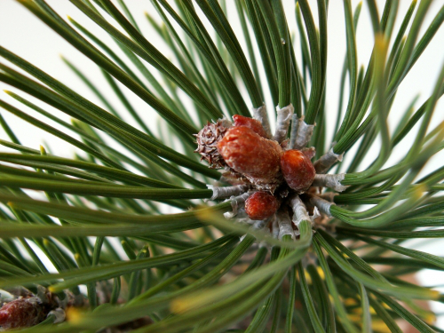 Bild Goldkiefer (Pinus ponderosa) 25 Korn