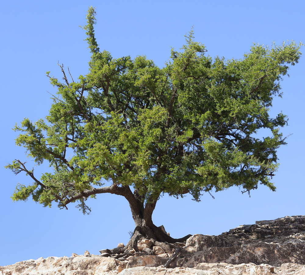 Agarnbaum (Argania spinosa)