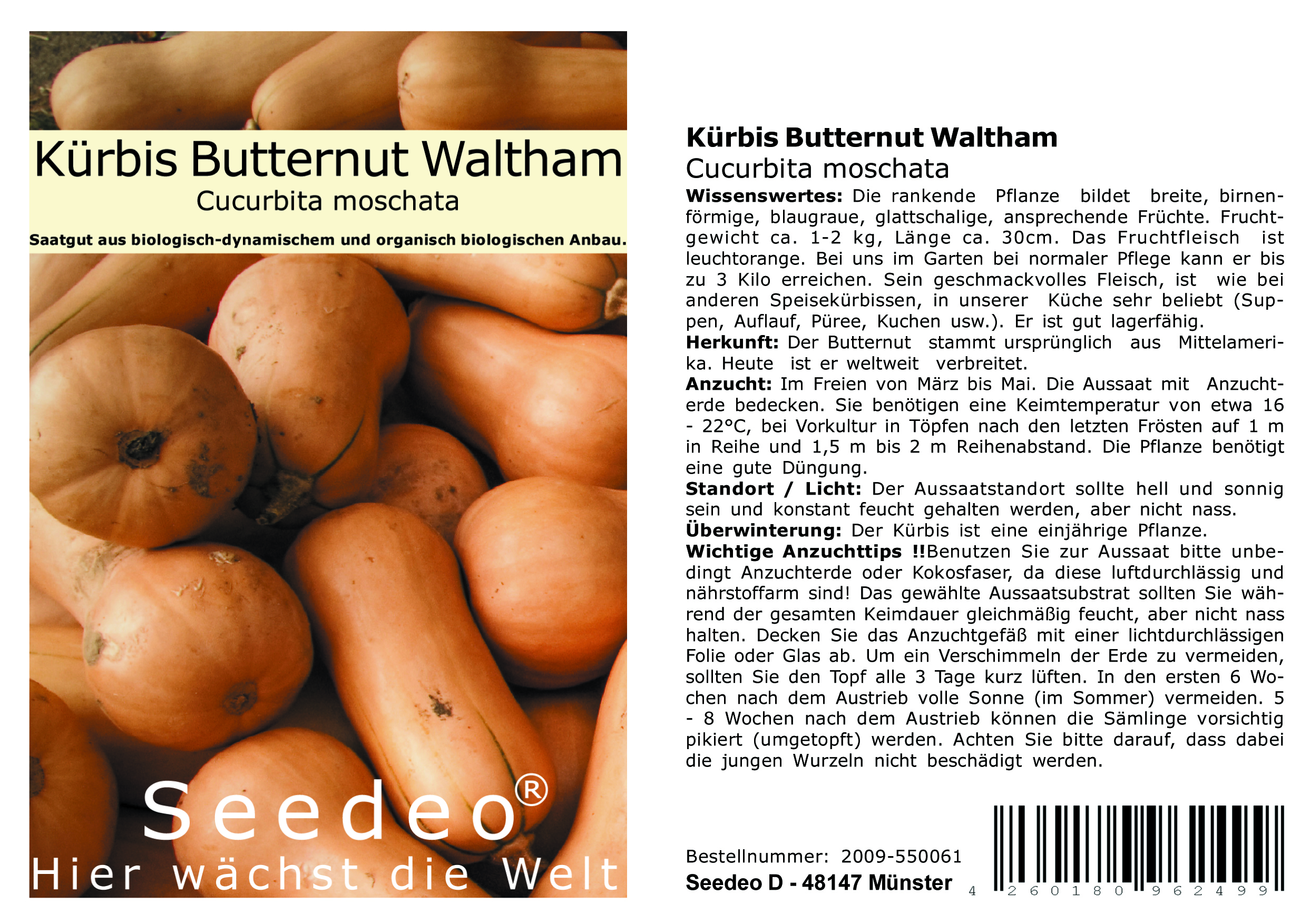 Seedeo® Kürbis Butternut Waltham (Cucurbita moschata) 7 Samen BIO