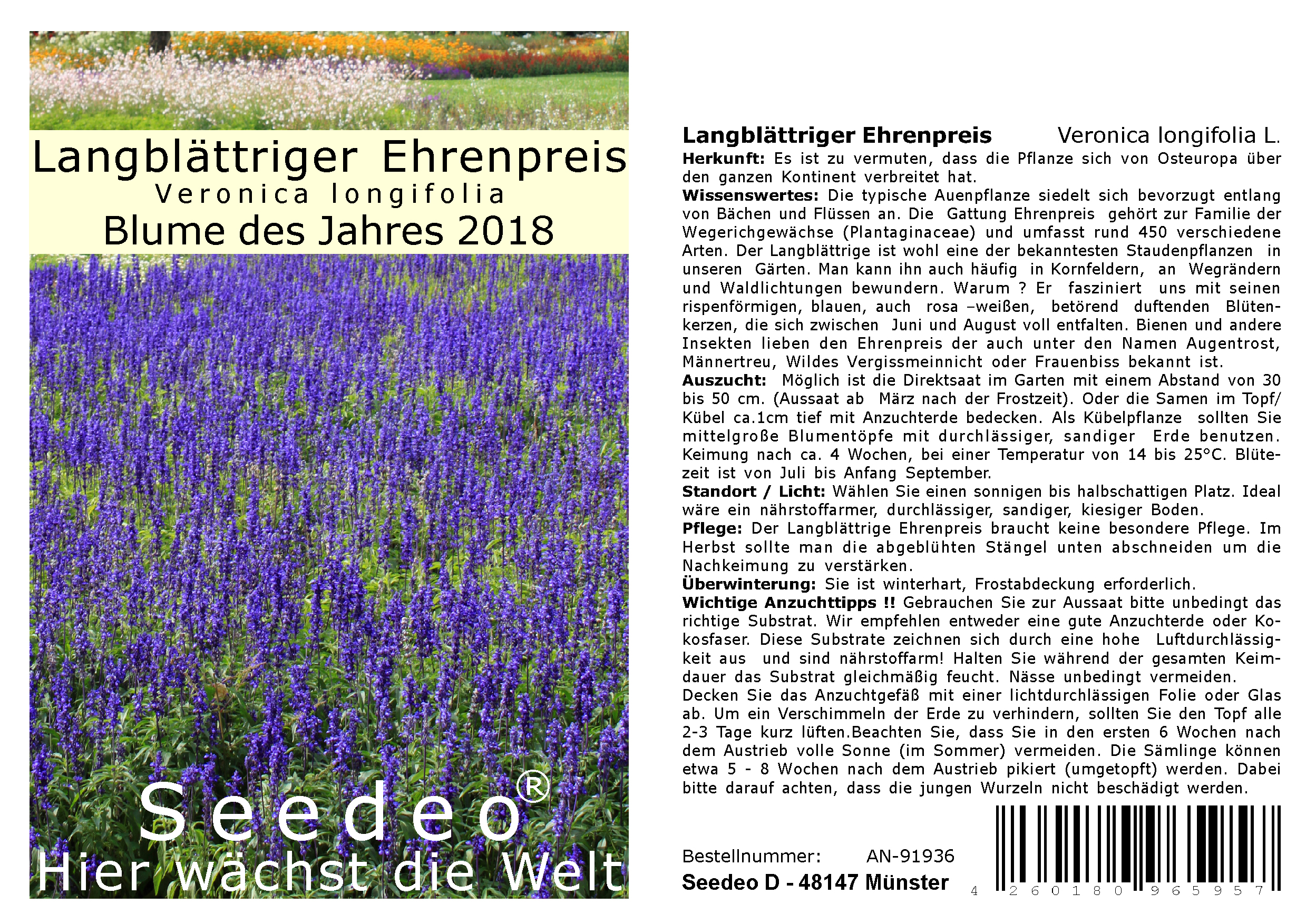 Seedeo® Langblättriger Ehrenpreis (Veronica longifolia L.) 300 Samen