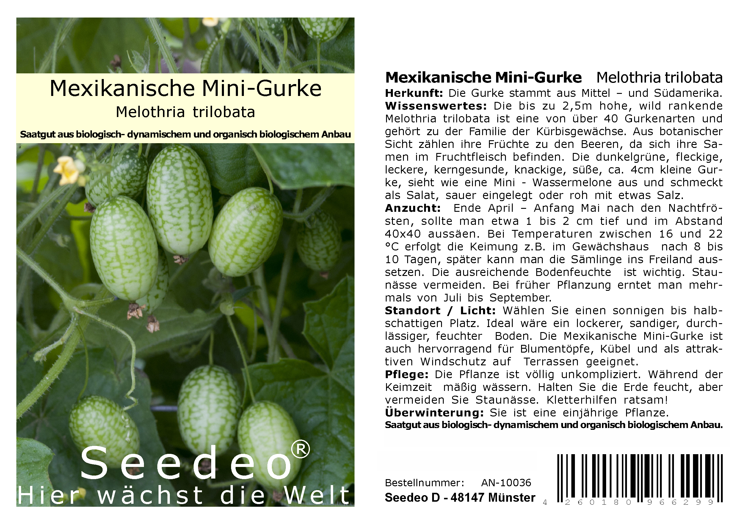 Seedeo® Mexikanische Minigurke (Melothria trilobata) 20 Samen