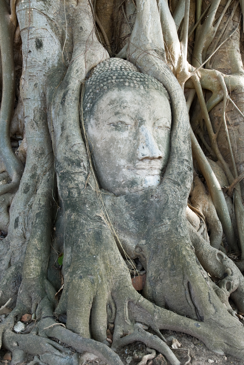 Bodhi Tree, Ficus religiosa karte