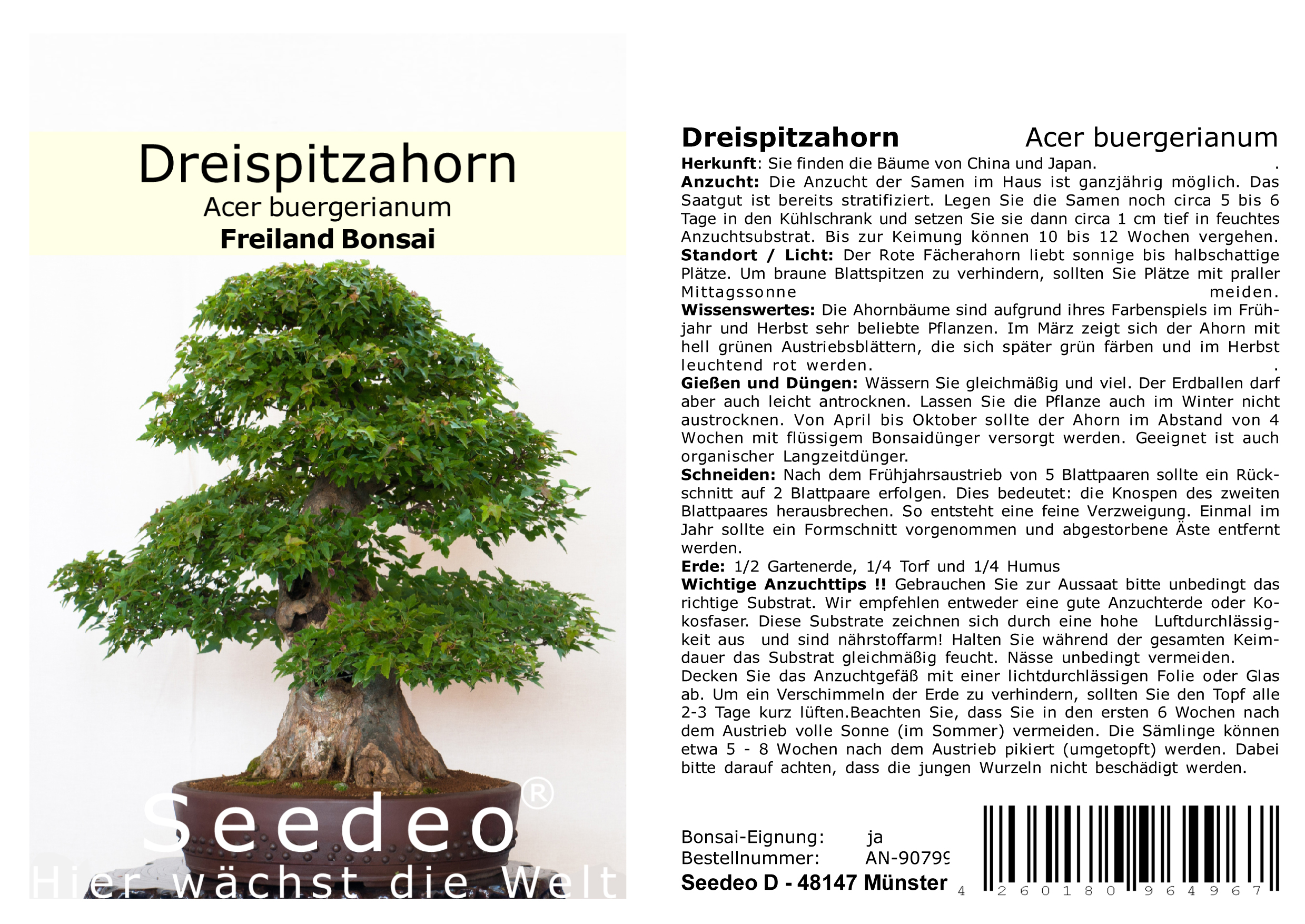 Seedeo® Dreispitzahorn (Acer buergerianum) Bonsai 50 Samen