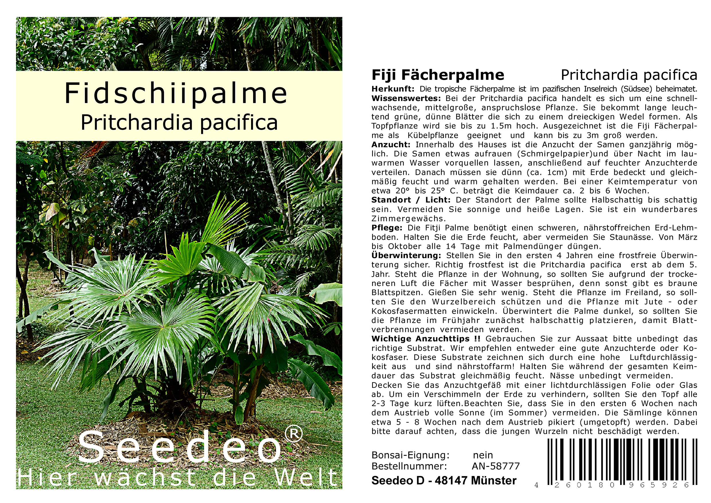 Seedeo® Fiji Fächerpalme (Pritchardia pacifica) 10 Samen