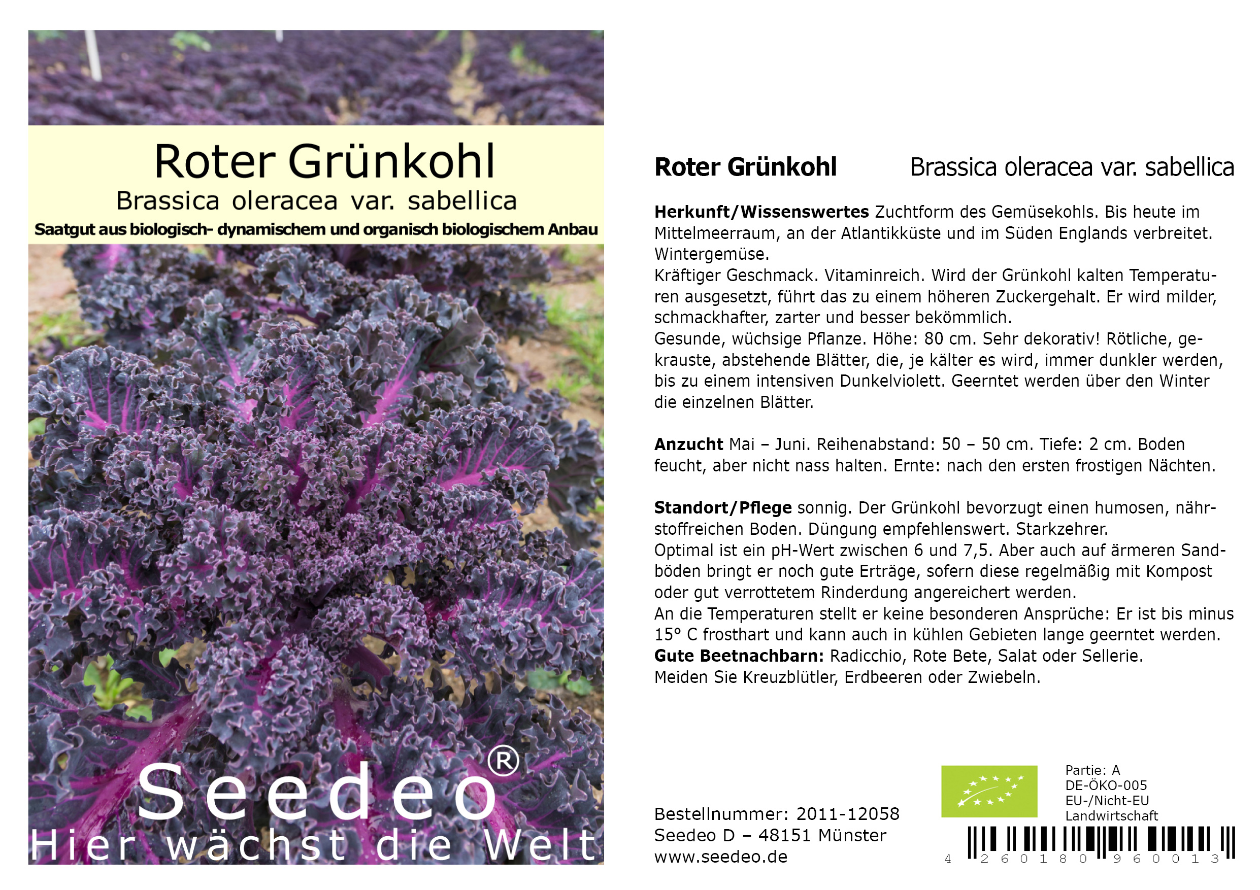 Seedeo® Roter Grünkohl  (Brassica oleracea var. sabellica)  100 Samen BIO